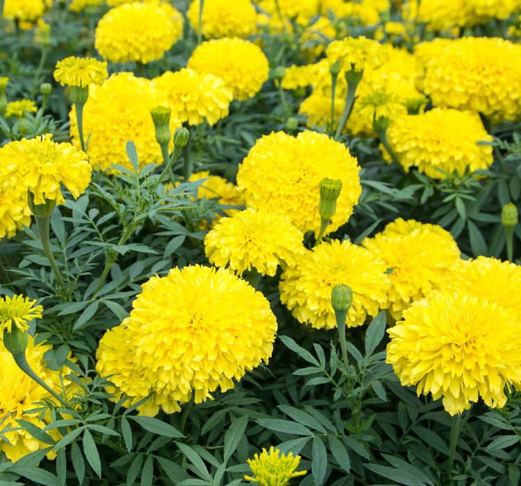 Sarı İri Kafa Kadife Çiçeği F1 Tohumu ( 20 Tohum )
