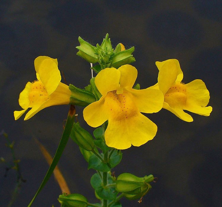 Sarı%20Mimulus%20Misk%20Çiçeği%20F1%20Tohumu%20(%2030%20Tohum%20)