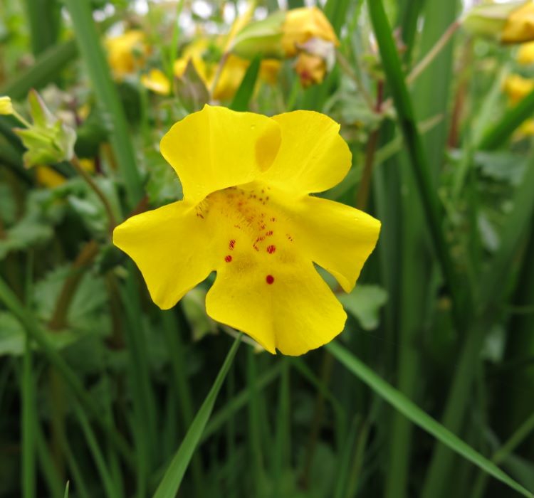 Sarı Mimulus Misk Çiçeği F1 Tohumu ( 30 Tohum )