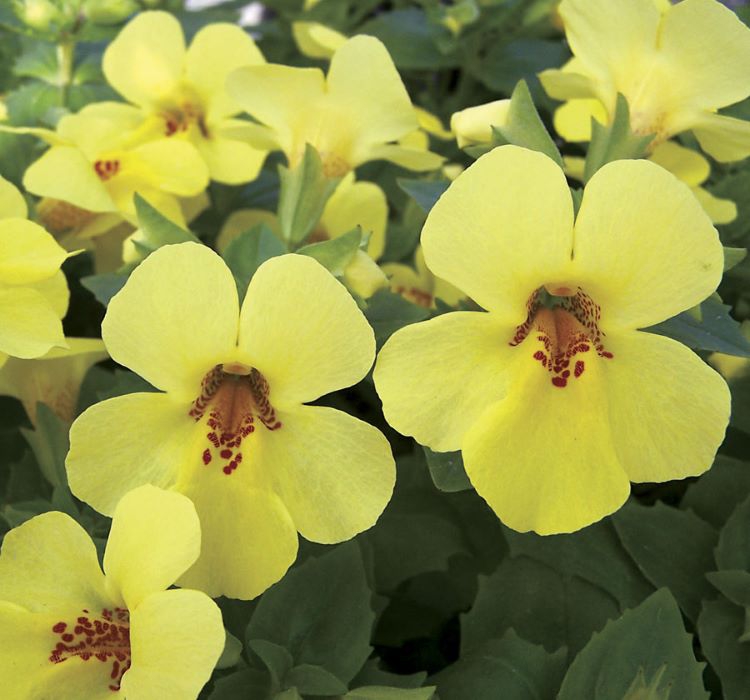 Sarı%20Mimulus%20Misk%20Çiçeği%20F1%20Tohumu%20(%2010%20Tohum%20)