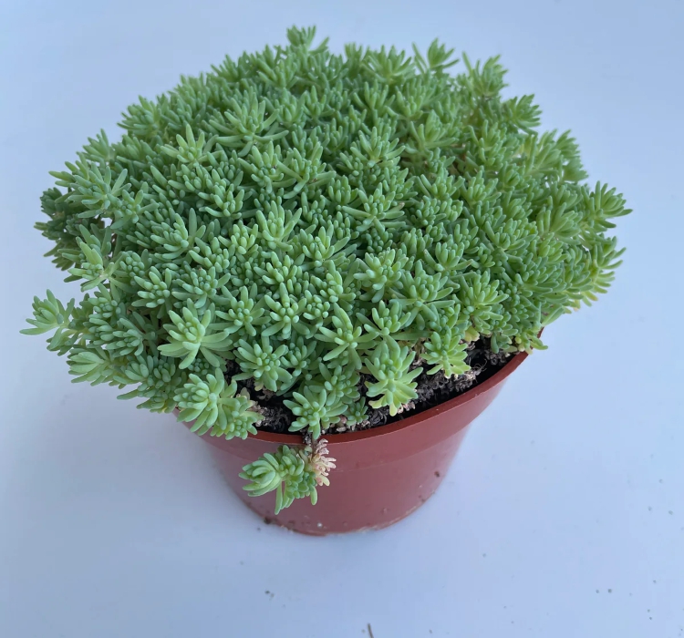 Sedum%20Tohumu%20(%20İri%20Damarlı%20Yapraklar%20)%20Yeşil%20Renkli%20-%2015%20Tohum