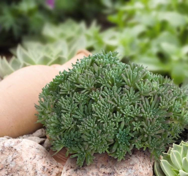 Sedum%20Tohumu%20(%20İri%20Damarlı%20Yapraklar%20)%20Yeşil%20Renkli%20-%2015%20Tohum