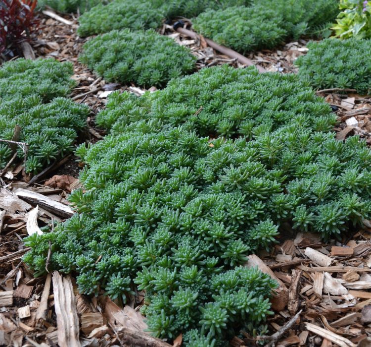 Sedum%20Tohumu%20(%20İri%20Damarlı%20Yapraklar%20)%20Yeşil%20Renkli%20-%2015%20Tohum