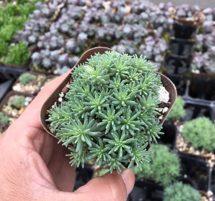 Sedum%20Tohumu%20(%20İri%20Damarlı%20Yapraklar%20)%20Yeşil%20Renkli%20-%2015%20Tohum