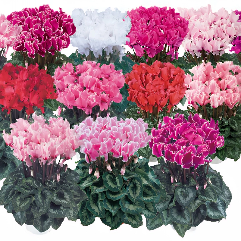 Siklamen%20Dalgalı%20Kenar%20Karışık%20Renk%20-%20Saksılık%205%20Tohum