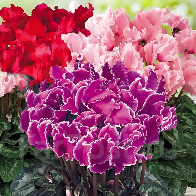 Siklamen%20Dalgalı%20Kenar%20Karışık%20Renk%20-%20Saksılık%205%20Tohum