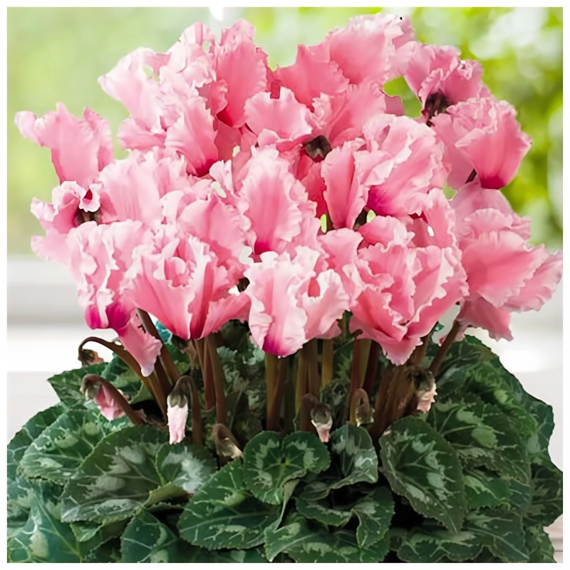 Siklamen%20Dalgalı%20Kenar%20Karışık%20Renk%20-%20Saksılık%205%20Tohum