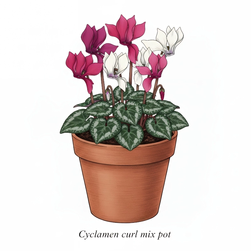 Siklamen%20Dalgalı%20Kenar%20Karışık%20Renk%20-%20Saksılık%205%20Tohum