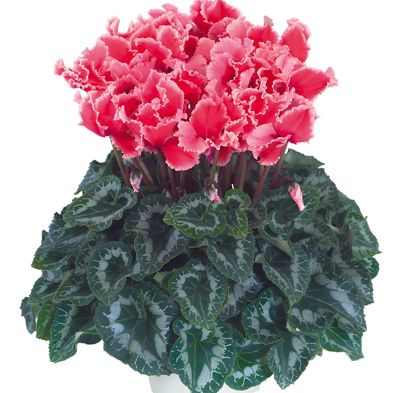 Siklamen%20Dalgalı%20Kenar%20Somon%20Renk%20-%20Saksılık%205%20Tohum