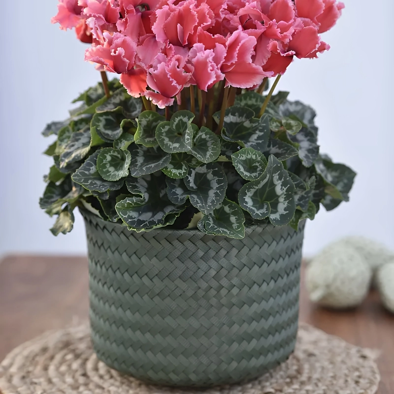 Siklamen%20Dalgalı%20Kenar%20Somon%20Renk%20-%20Saksılık%205%20Tohum