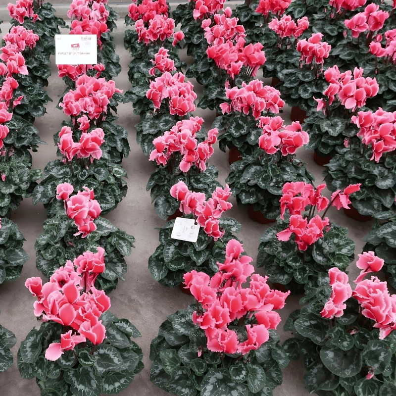 Siklamen%20Dalgalı%20Kenar%20Somon%20Renk%20-%20Saksılık%205%20Tohum