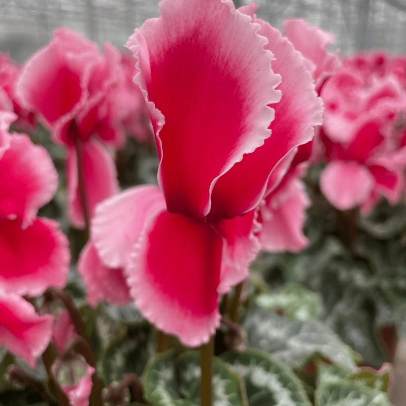 Siklamen%20Dalgalı%20Kenar%20Somon%20Renk%20-%20Saksılık%205%20Tohum