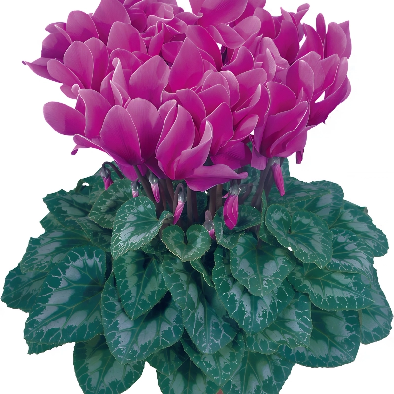 Siklamen%20Mor%20Renk%20-%20Saksılık%205%20Tohum