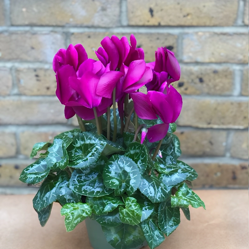 Siklamen%20Mor%20Renk%20-%20Saksılık%205%20Tohum