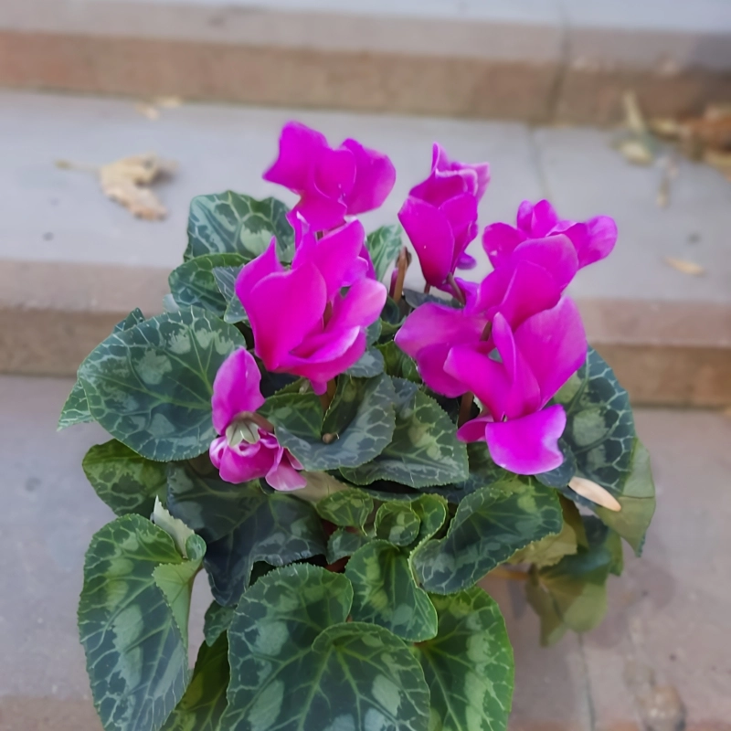 Siklamen%20Mor%20Renk%20-%20Saksılık%205%20Tohum