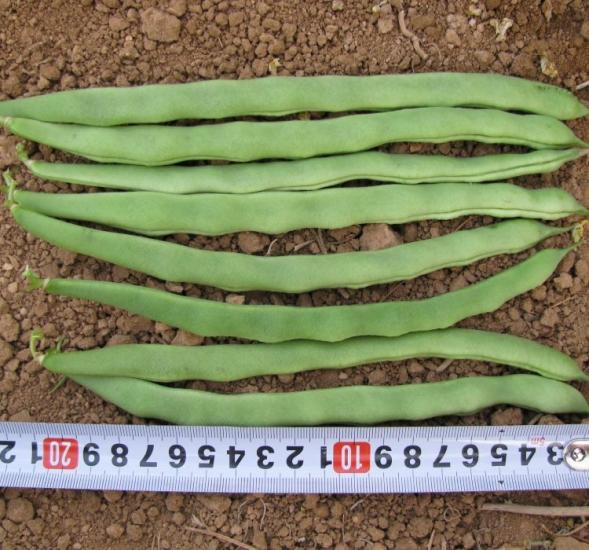 FASULYE ALMAN AYŞE ( ÇOKLU TOHUM ) - 25 Gram