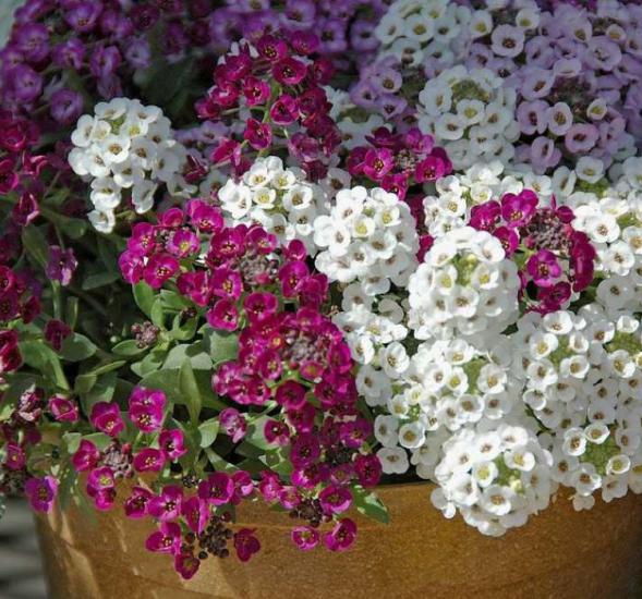 Alyssum Tohumu ( Kraliyet Halısı ) Karışık Renkli - 40 Tohum