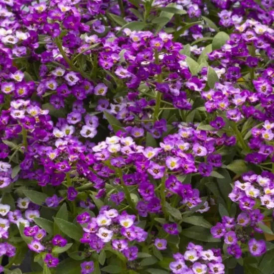 Alyssum Kraliyet Halısı Mor Renk - Saksılık 10 Tohum