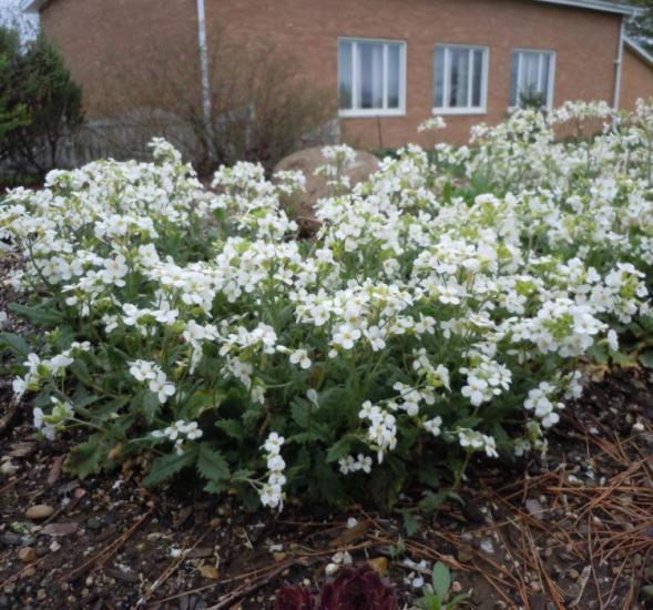 Arabis Tohumu ( Alp Kesimi ) Beyaz Renkli - 20 Tohum