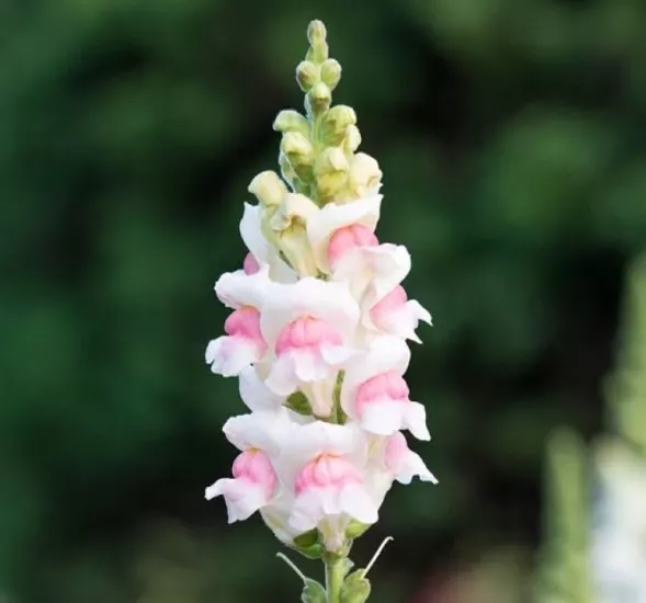 AslanAğzı Uzun Antik Seri Appleblossom Renk - Saksılık 10 Tohum