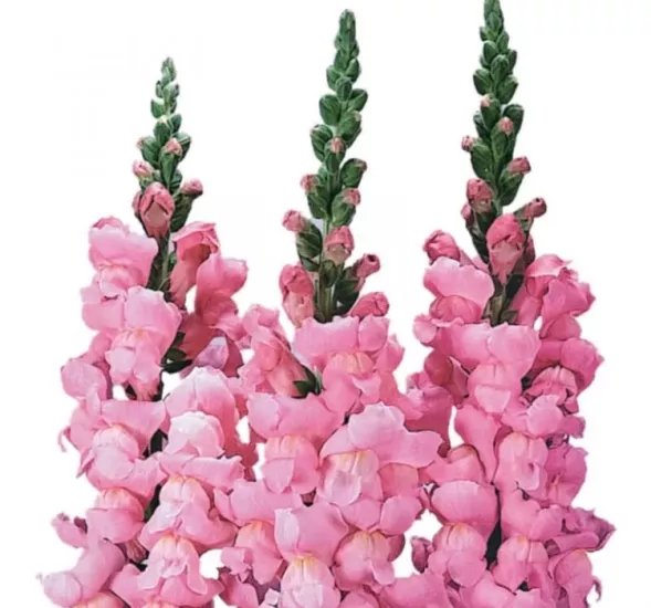 AslanAğzı Uzun Antik Seri Pembe Renk - Saksılık 10 Tohum