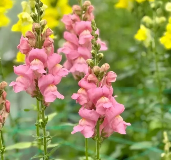 AslanAğzı Uzun Antik Seri Pembe Renk - Saksılık 10 Tohum
