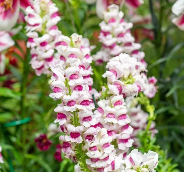 AslanAğzı Uzun Antik Seri Plumblossom Renk - Saksılık 10 Tohum