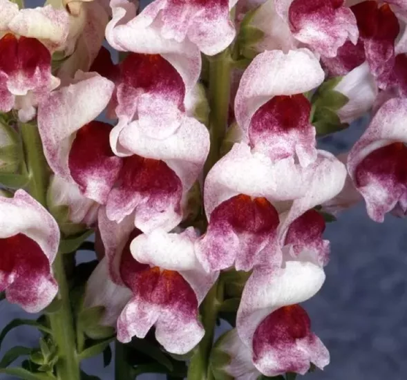 AslanAğzı Uzun Antik Seri Plumblossom Renk - Saksılık 10 Tohum