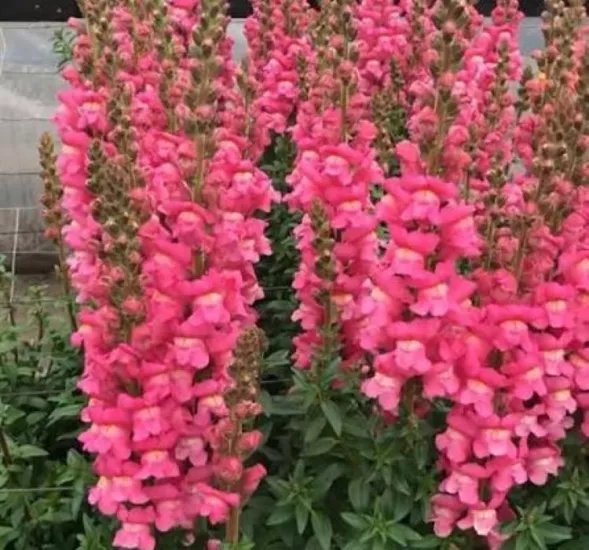 AslanAğzı Uzun Antik Seri Rose Renk - Saksılık 10 Tohum