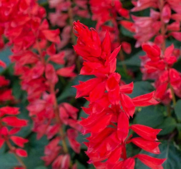 Ateş Çiçeği Tohumu ( Bodur Çok Çiçekli ) Kırmızı Renkli - 15 Tohum