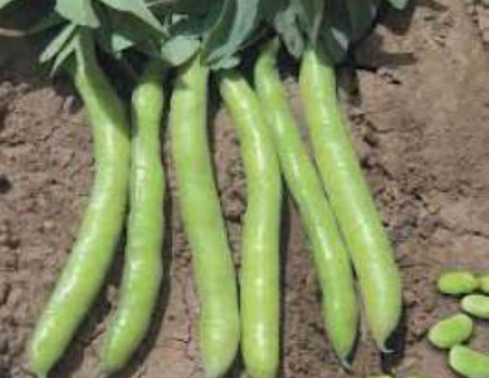 Bakla Sakız Tohumu - Aksel 10 gr