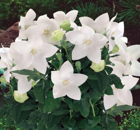 Balon Çiçeği Tohumu ( Büyük Çan Çiçeği ) Beyaz Renkli - 5 Tohum