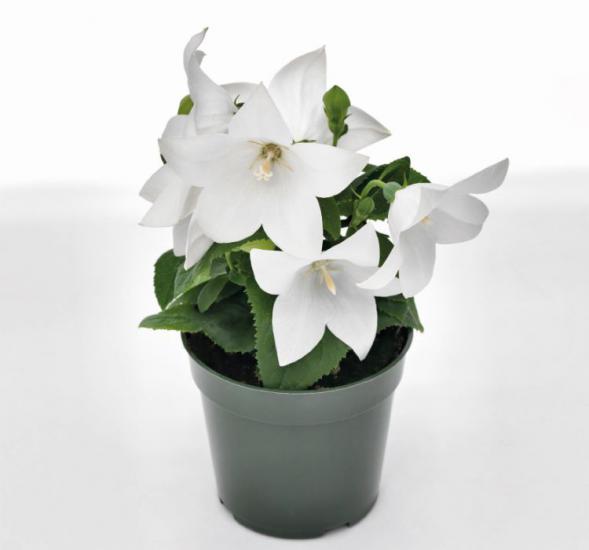 Balon Çiçeği ( Katmerli ) Beyaz Renkli - 5 Tohum