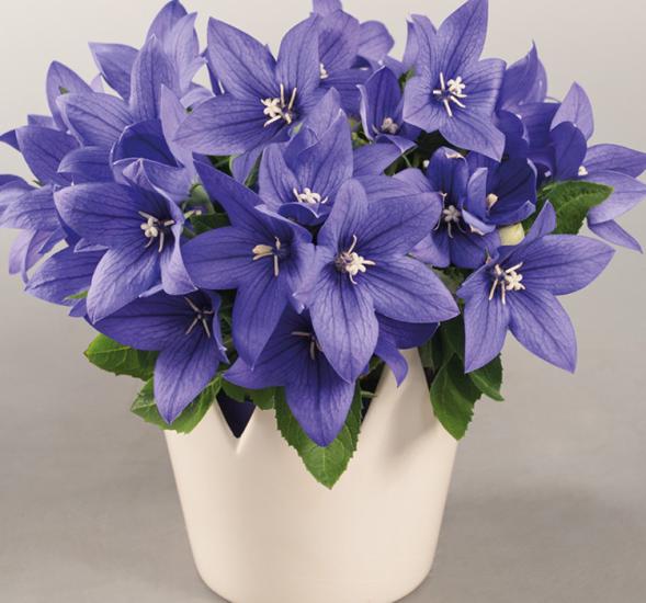 Balon Çiçeği ( Katmerli ) Mavi Renkli - 5 Tohum