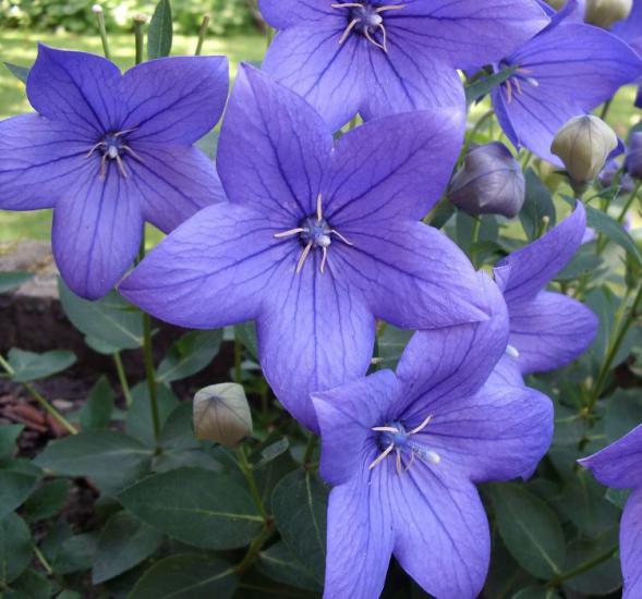 Balon Çiçeği ( Katmerli ) Mavi Renkli - 5 Tohum