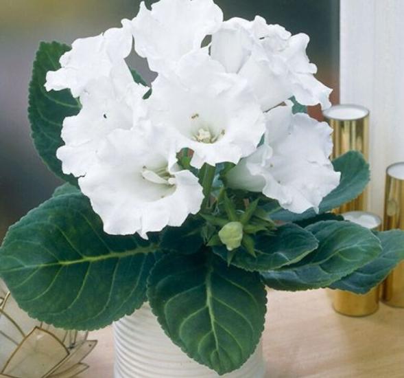 Bardak Menekşesi Tohumu ( Katmerli Büyük Çiçek ) Beyaz Renkli - 5 Tohum