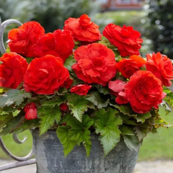 Begonya Katmerli İri Kırmızı Renk - Saksılık 10 Tohum