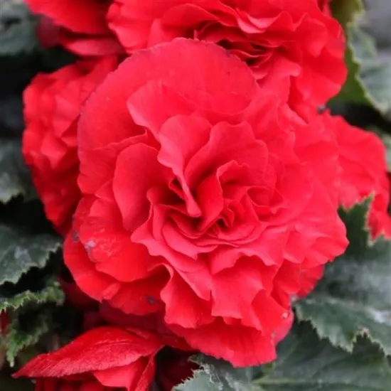 Begonya Katmerli İri Kırmızı Renk - Saksılık 10 Tohum