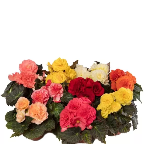 Begonya Katmerli İri Karışık Renk - Saksılık 10 Tohum