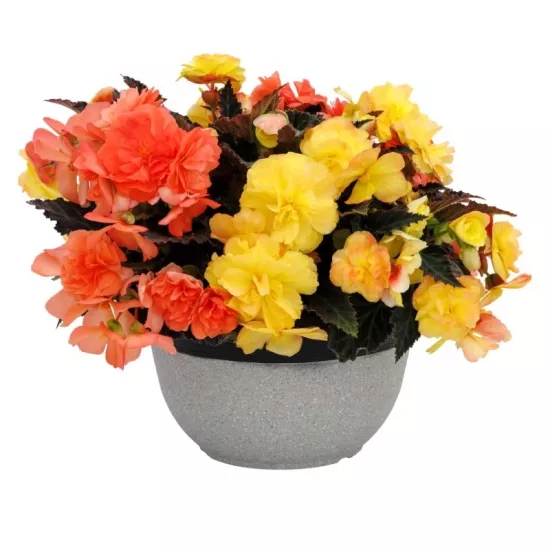 Begonya Katmerli İri Karışık Renk - Saksılık 10 Tohum