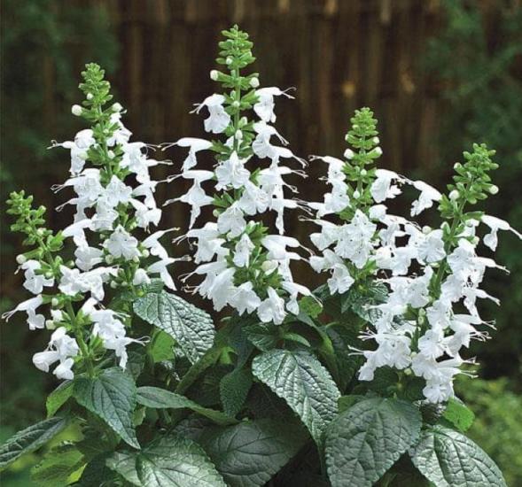 Beyaz Ateş Çiçeği - Salvia F1 Tohumu ( 30 Tohum )