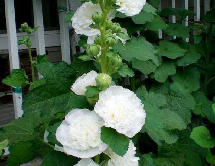 Beyaz Katmerli Dev Çiçekli Gül Hatmi ( 5 Tohum )