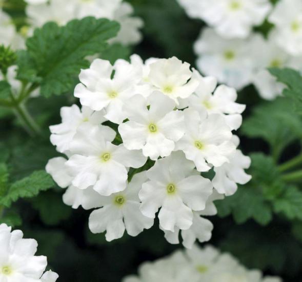 Beyaz Mine Çiçeği F1 Tohumu ( 20 Tohum )