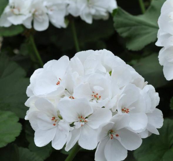 Sardunya Tohumu ( Büyük Top Çiçekli ) Beyaz Renkli - 5 Tohum