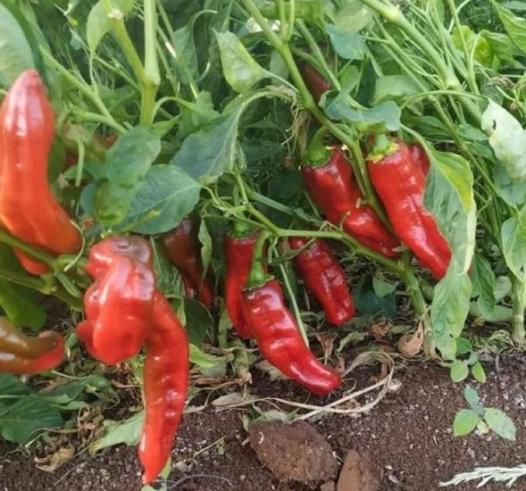 BİBER İSOT ( ÇOKLU TOHUM ) - 5 Gram