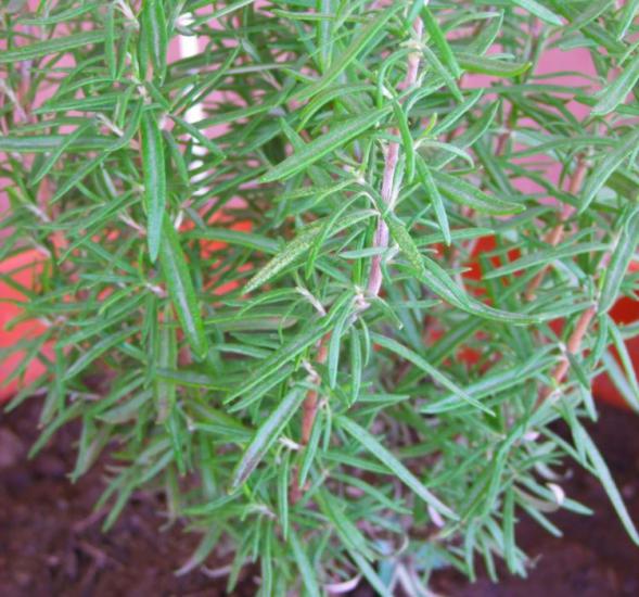 Biberiye - Rozmarin ( Kokulu değerli bir bitki )