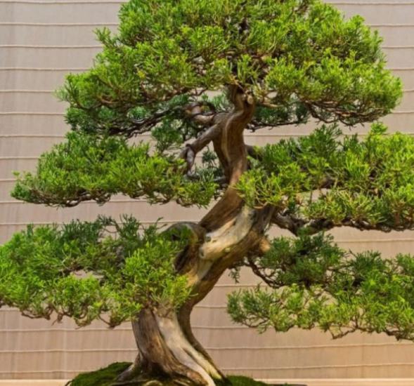 Bonsai Ardıç Ağacı Çiçeği
