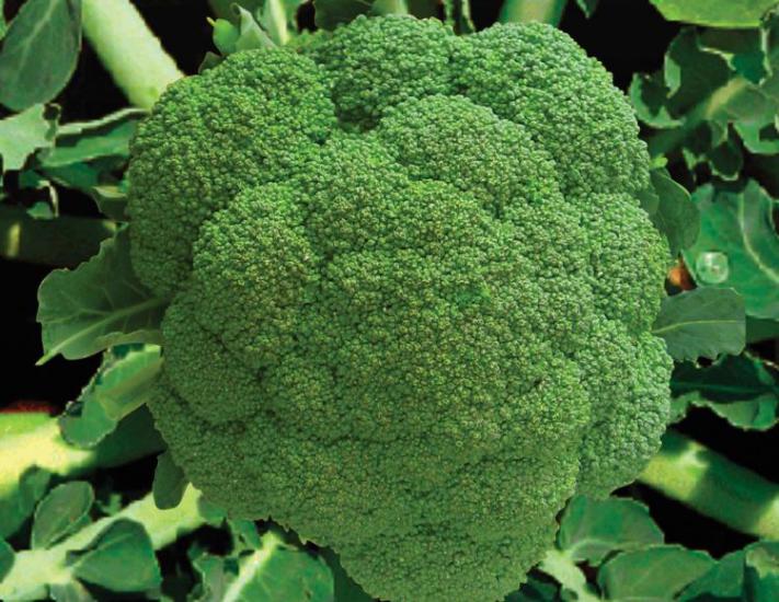 Doğal Brokoli Tohumu