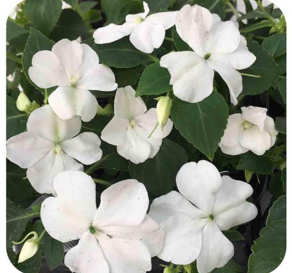 Cam Güzeli Tohumu ( Büyük Çok Çiçekli ) Beyaz Renkli - 10 Tohum