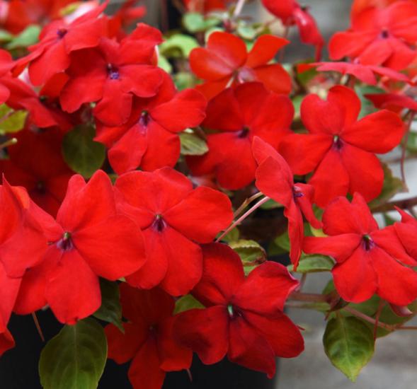 Cam Güzeli Tohumu ( Büyük Çok Çiçekli ) Kırmızı Renkli - 10 Tohum